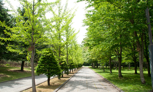 Alberi e aree verdi in città: uno scudo che salva migliaia di vite.